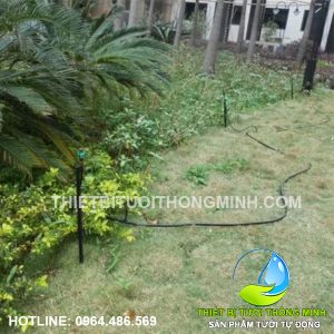 Lắp đặt tưới phun mưa vườn cây dừa, cỏ, cảnh biệt thự sân vườn