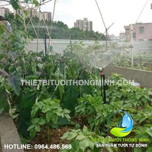 Thi công tưới phun mưa tự động cho vườn rau trên sân thượng cô Út
