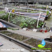 Lắp đặt tưới phun mưa trồng rau trong khay bê tông sân thượng