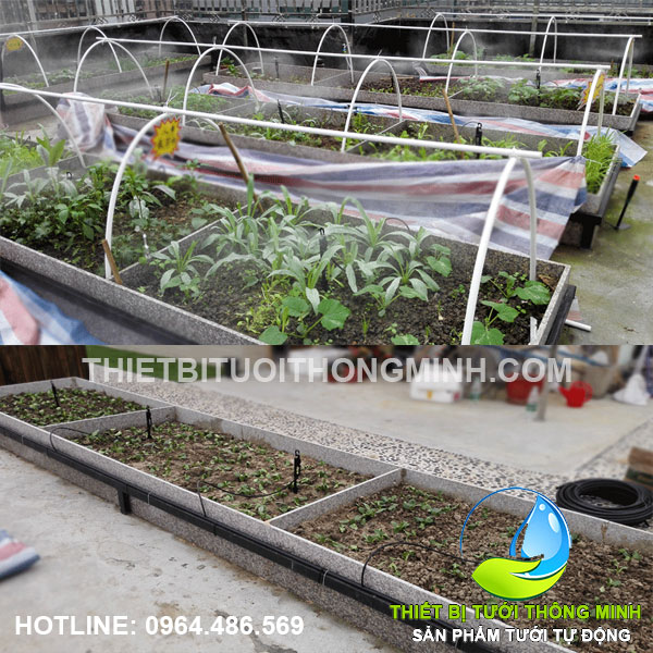 Lắp đặt tưới phun mưa trồng rau trong khay bê tông sân thượng