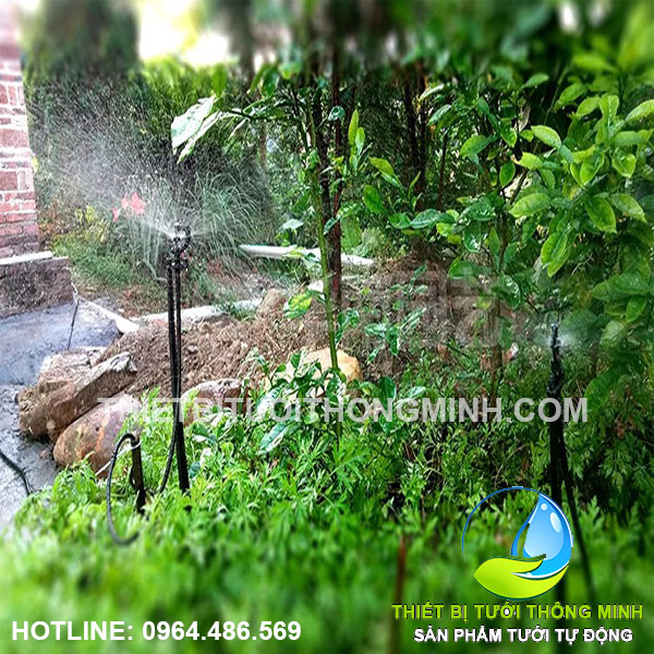 Lắp đặt tưới rau phun mưa trong vườn tự động nhà Cô 2 Hiền