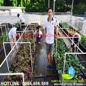 Tưới rau trên sân thượng hệ thống phun mưa tưới tự động ống nhựa 21