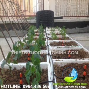 Khách hàng lắp đặt tưới thông minh khay rau trồng trên sân thượng