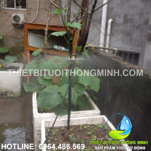 Lắp tưới phun mưa trồng rau bầu, bí tự động trên sân thượng chú Hé